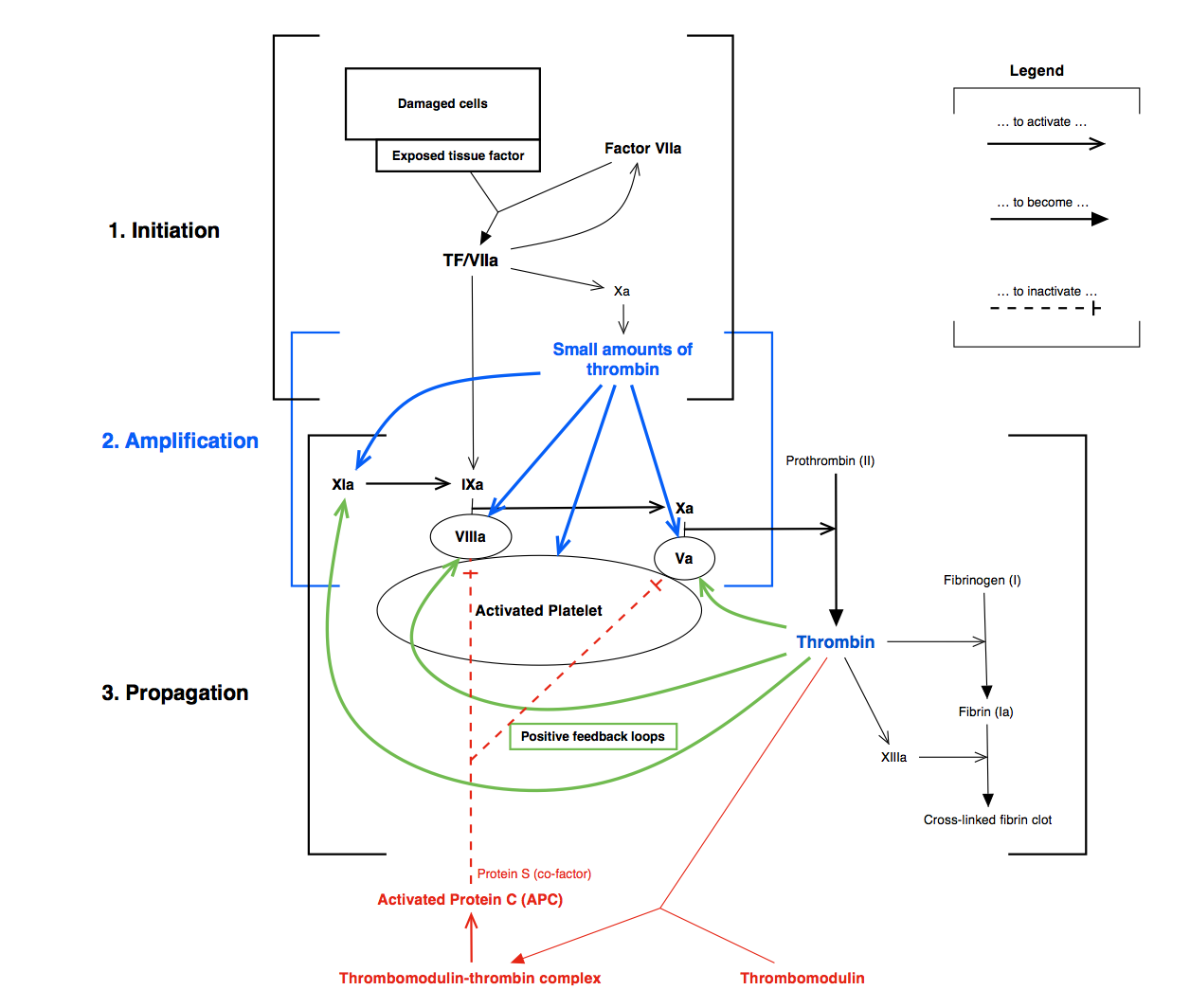 Coagulation_cascade